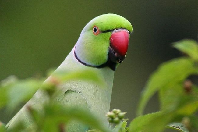 独角鹦鹉的亚种分化