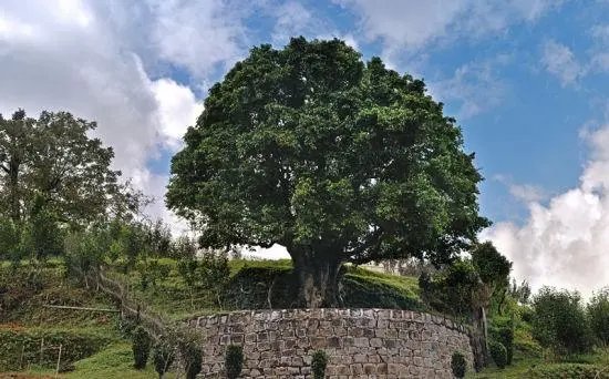 世界茶树发源地的核心地区