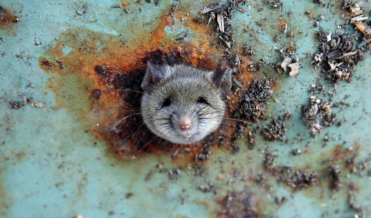 华南农大通报老鼠食堂爬行，学校因此事处罚了多少人？