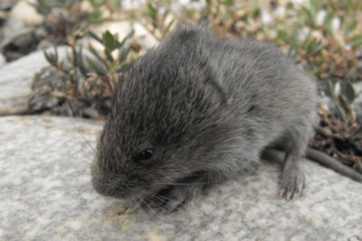 中国历史上记载的瘟疫有哪些？