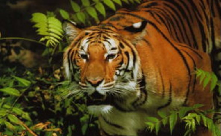 进村伤人的东北虎被命名为了完达山1号，这只东北虎的现状如何？