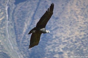 天上的飞鸟有哪些？