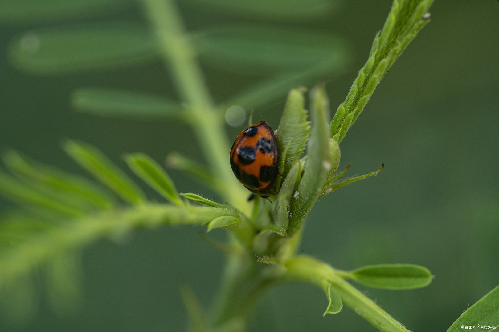 七星瓢虫又称为金龟子、花大姐、新媳妇，那么七星瓢虫吃什么？
