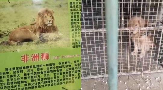 动物园回应金毛入住非洲狮狮笼一事，动物园方都说了什么？