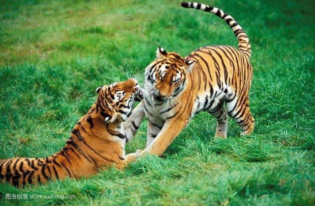 一山更比一山高是什么肖