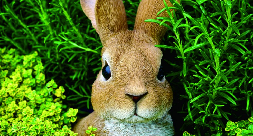 新春祝福兔年成语