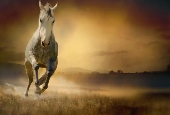 强者反己打一动物生肖