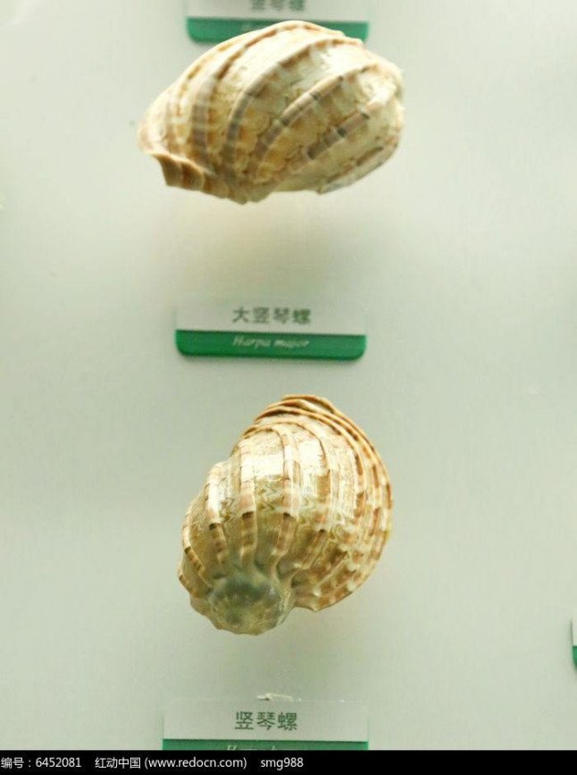 竖琴螺是什么样子照片？