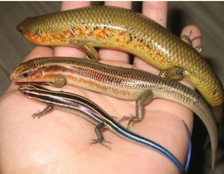 蛇长了脚是什么有意思~！