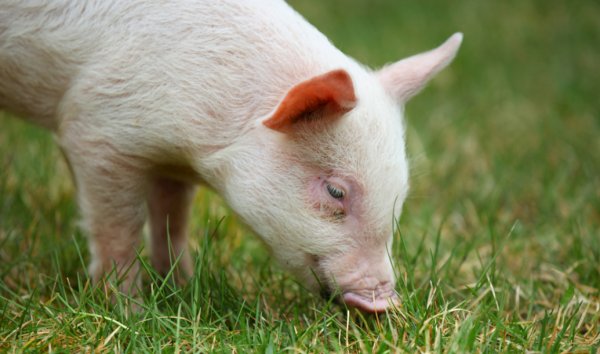 心宽体胖解一生肖