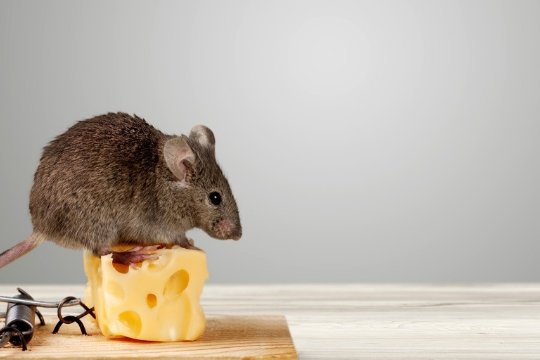 居无定所打一最佳生肖