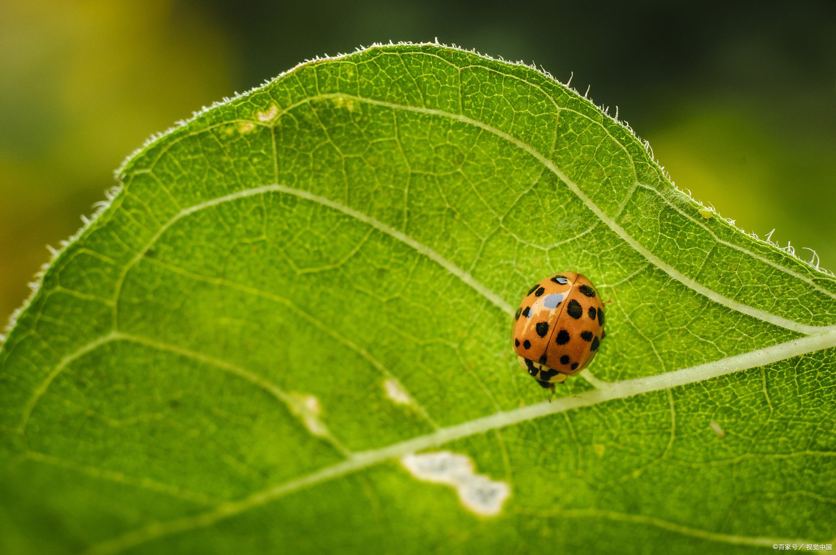 七星瓢虫又称为金龟子、花大姐、新媳妇，那么七星瓢虫吃什么？