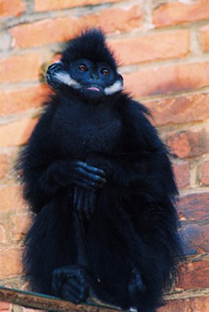 金色乌叶猴的生活习性