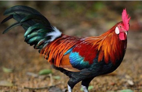 火上添油指什么生肖