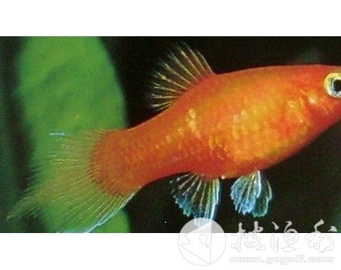 红月光鱼的介绍