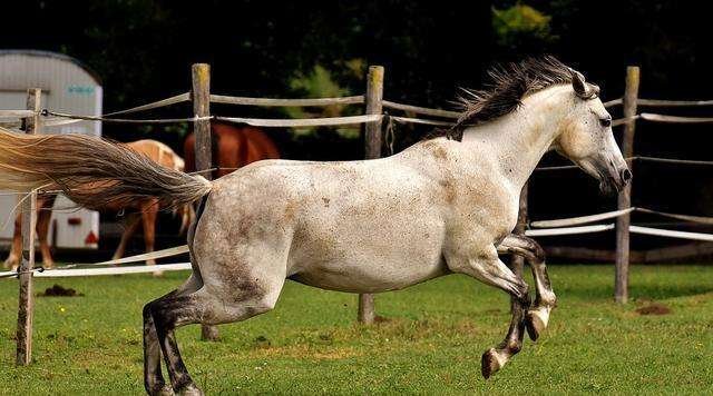 马的尾巴有什么用处