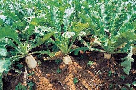 萝卜缨和芝麻叶的区别？