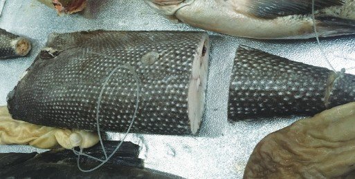 鱼皮上有小细刺的鱼是什么鱼？