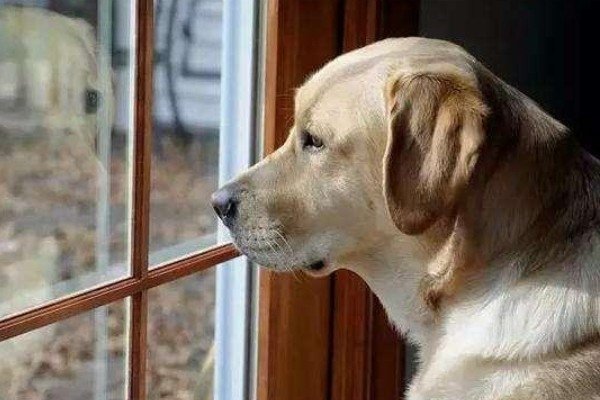 我每次回家狗狗都会十分热情,不停地扒我,怎么办?局面根本无法控制