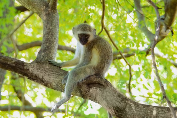 牵萝补屋是什么生肖正确解释