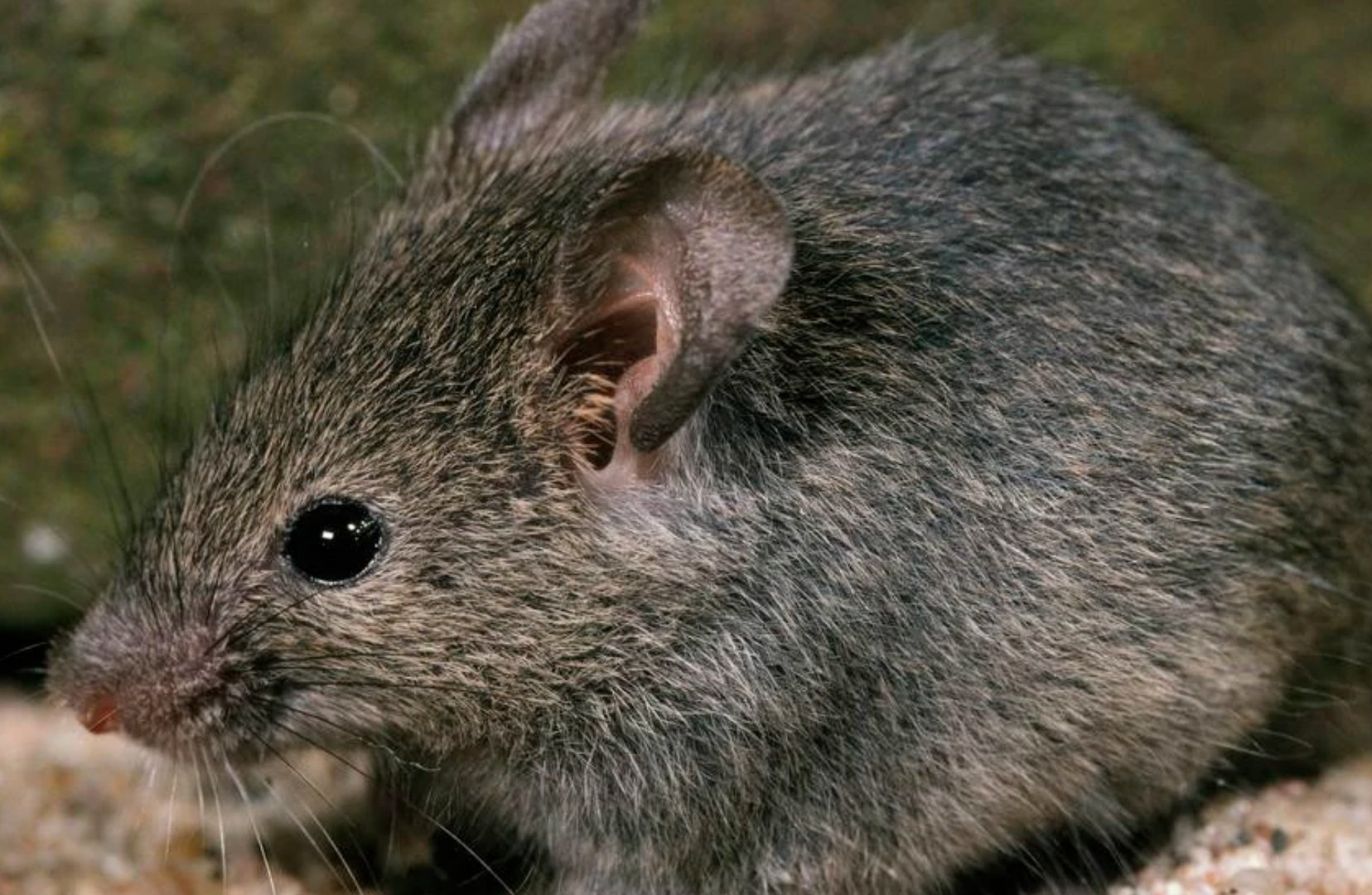 秀外慧中形容一生肖