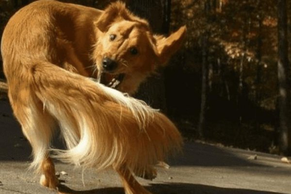 甩造句子二年级