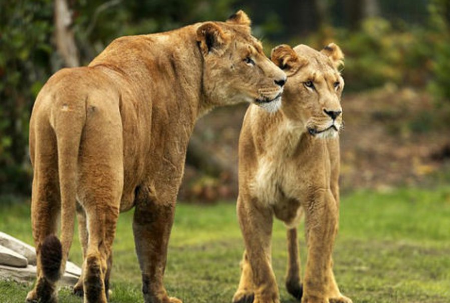 动物园狮子与游客对吼，最后是谁先投降的？