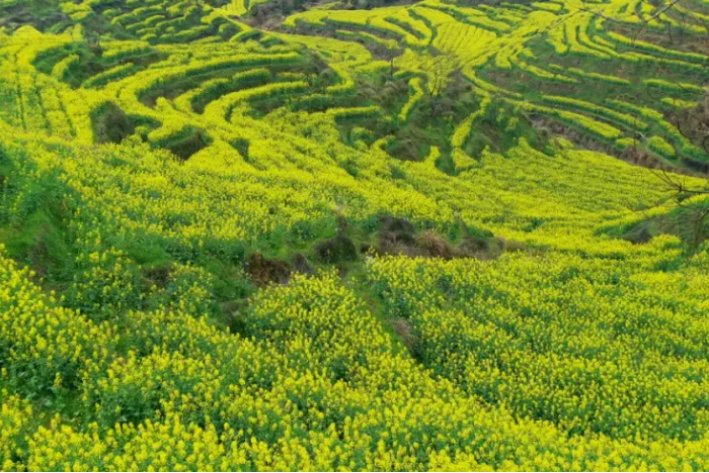 江西婺源油菜花最佳时间2023