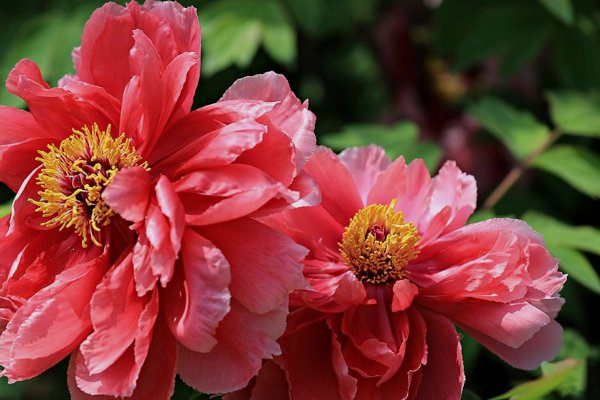 洛阳哪个牡丹园最好？