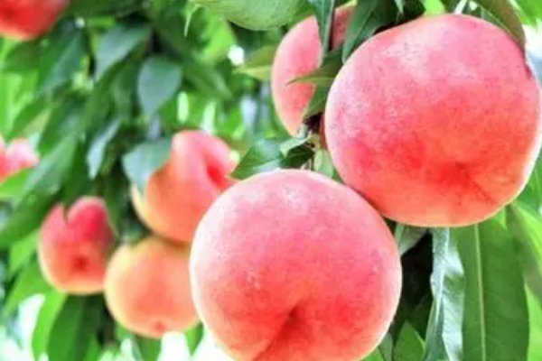 想知道蜜桃是什么组成