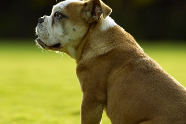 俗语“狗咬吕洞宾，不识好人心”，这话是什么意思？