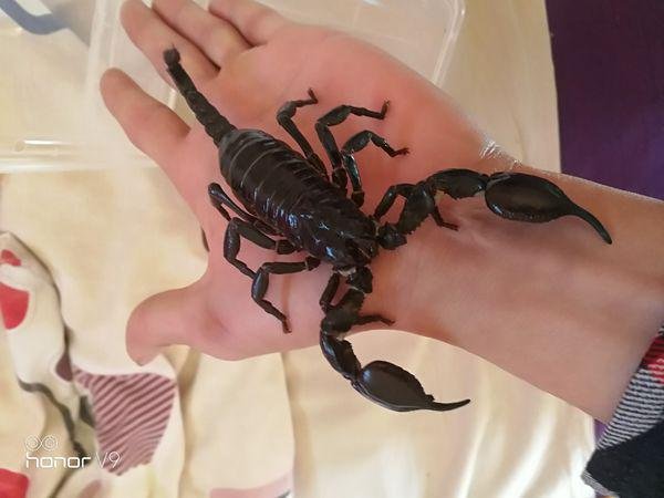 考生被蝎子咬伤警方如何以8分钟的速度护送考生进考场的？