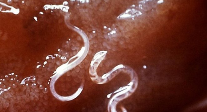 寄生虫 、终宿主、中间宿主、保虫宿主、生活史、的名词解释是？