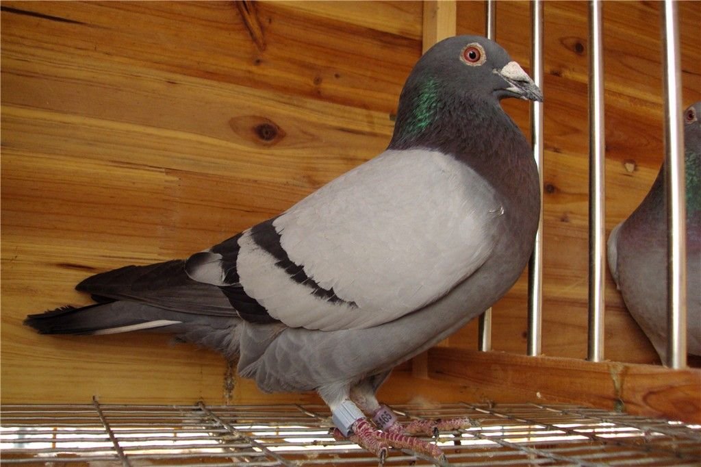 林志贤的个人简介