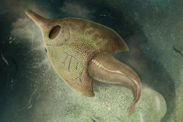 中国科学家发现4.1亿年前鸭吻鱼类，此鱼类有何特点？