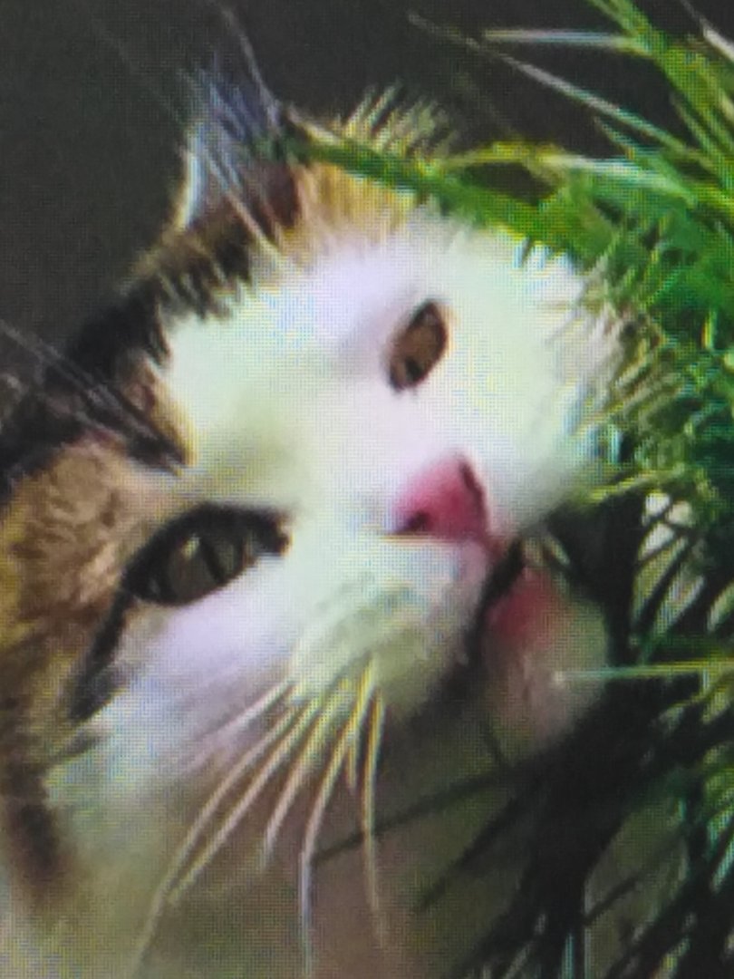 束氏养猫告诉了我们什么道理？