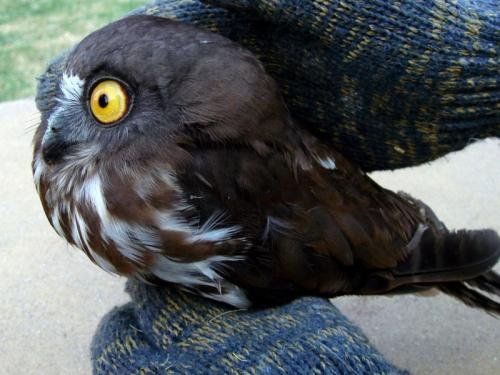 猫头鹰的外貌和其他特点