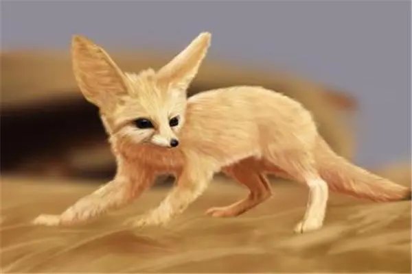 fennec怎么读