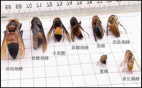 虎头蜂和黑尾蜂的区别