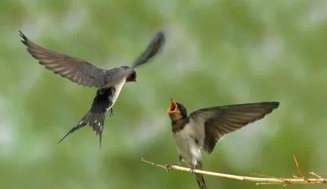 《春日偶成》这首诗的诗意
