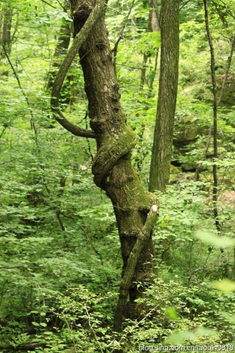缠绵致死的内容简介