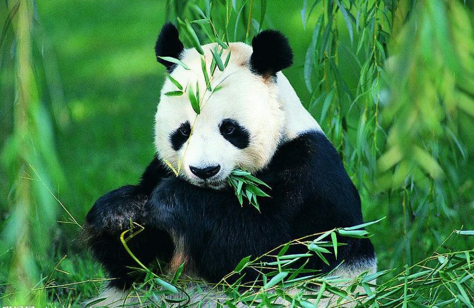有关熊猫的故事传说和资料