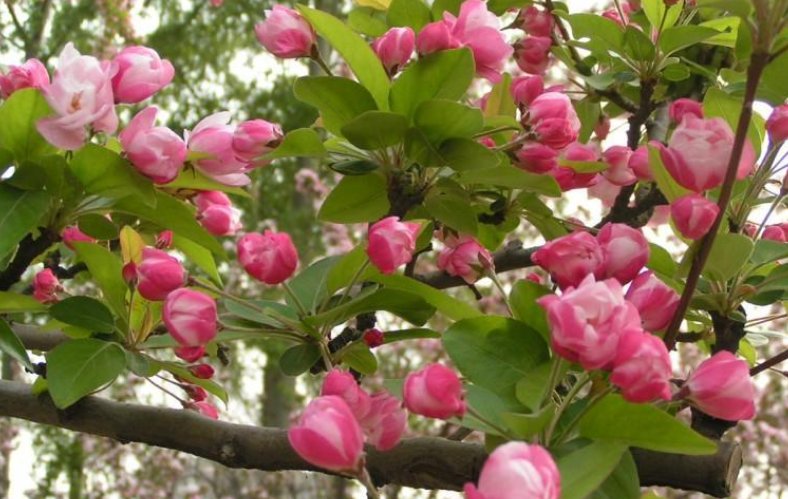 知否知否应是绿肥红瘦是什么花