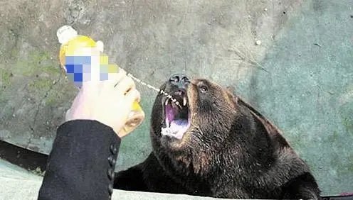 动物园回应游客向熊投喂致其呕吐，具体的回应内容是什么？