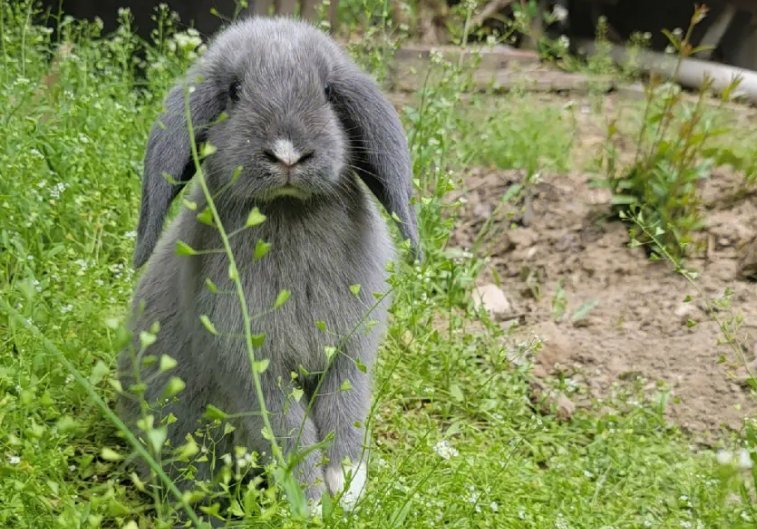 杯中之物打一正确的生肖