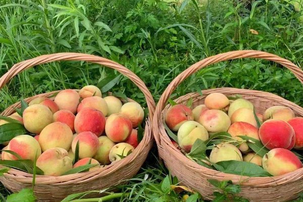 想知道蜜桃是什么组成