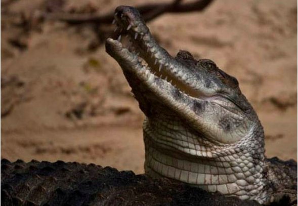 世界十大巨型鳄鱼