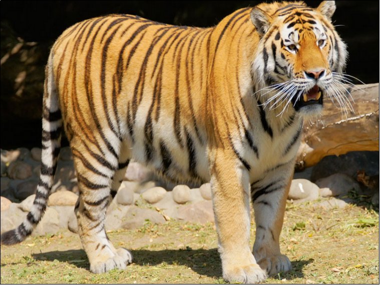 兜头盖脸形容什么动物