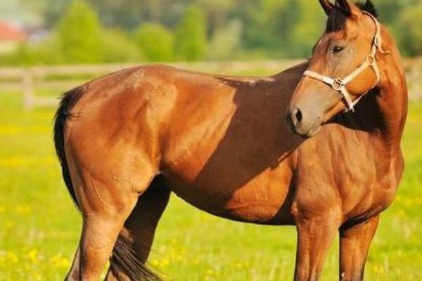 生旦净丑打一个准确生肖