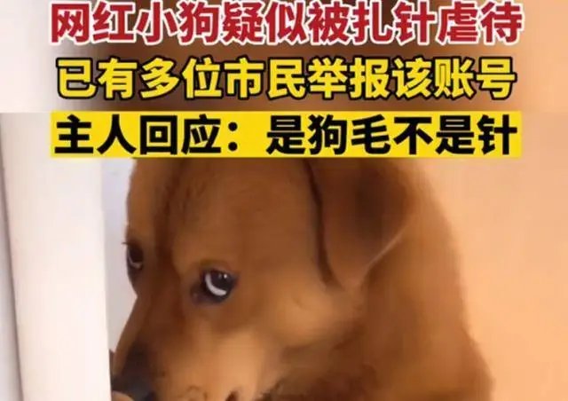 600万粉丝博主否认用针虐狗！小狗难道真的这么会演吗？